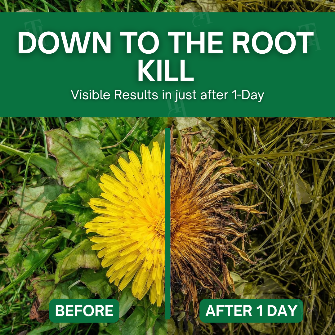 ⚡ Visible Results in 24 Hrs | 🐾 100% Pet & Child Safe | AEXZR® 3 in 1 Max Power Herbicide