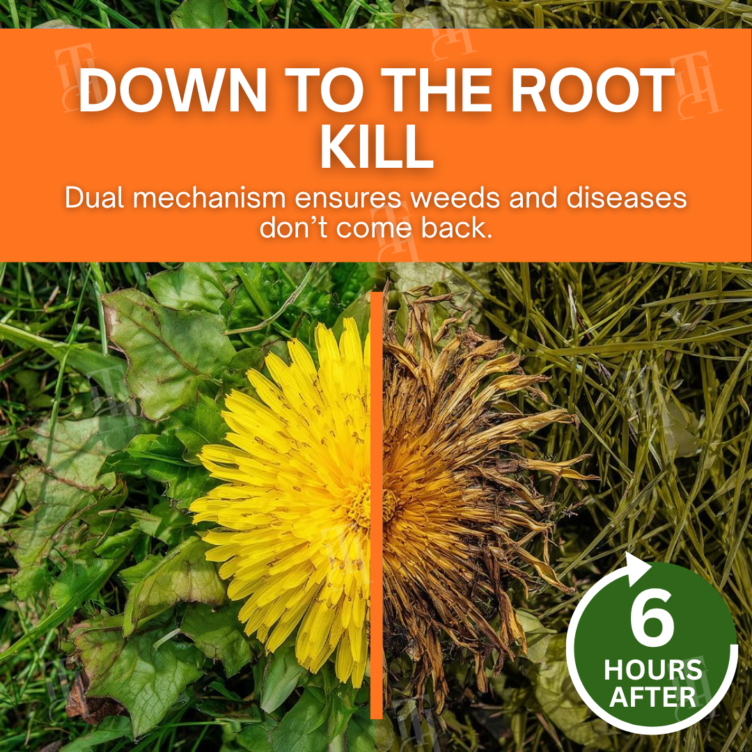 🌟 Official Store | ⏳ Watch Weeds Wither in 6 Hours! AEXZR® 2-in-1 Max Power Herbicide